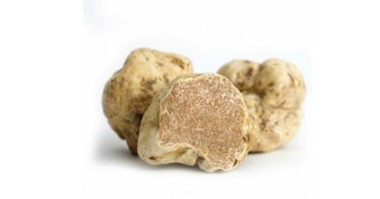 Tartufo bianco fresco