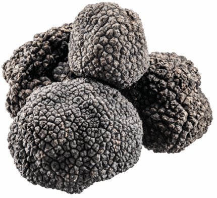 Tartufo nero uncinato fresco