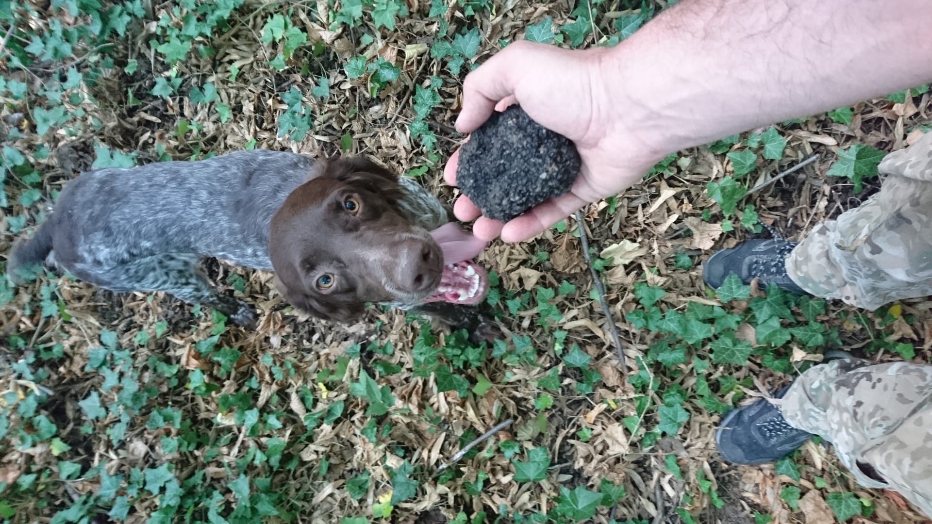 Il cane da tartufo di Marco con un tartufo appena trovato