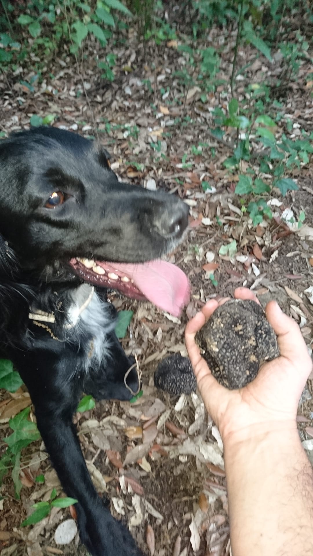 Cane da cerca con un tartufo nero in Umbria