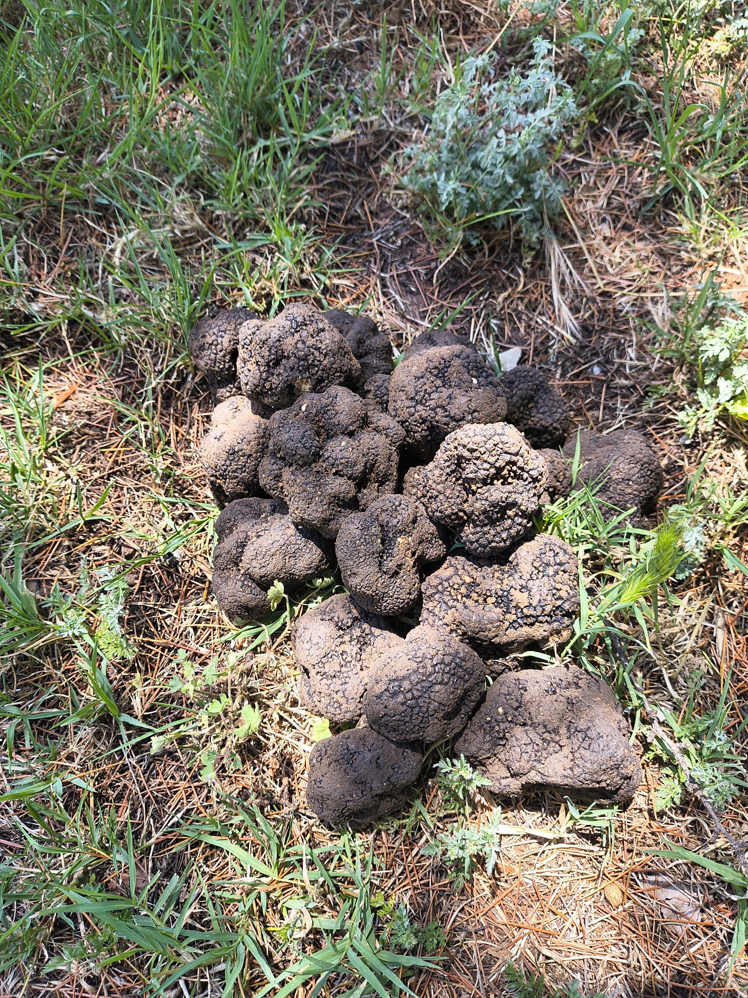 Tartufo estivo fresco appena raccolto in Umbria